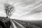 Vosne Romanee 6020.jpg